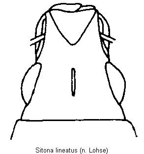 sitona_lineatus_k.gif
