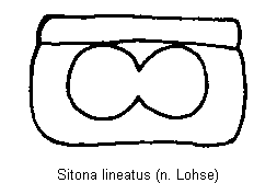 sitona_lineatus_vbr.gif