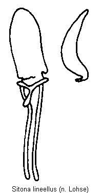 sitona_lineellus.gif