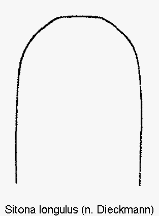 sitona_longulus.gif