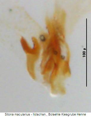 sitona_macularius_ham.jpg