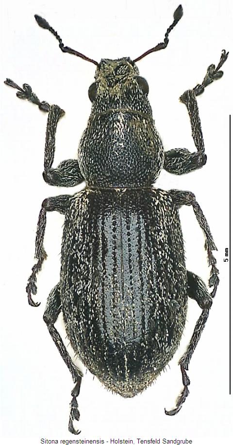 sitona_regensteinensis_hab.jpg