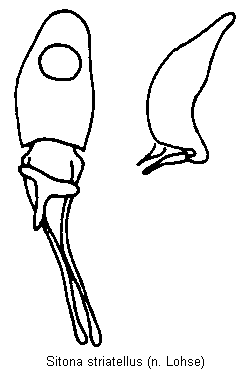 sitona_striatellus.gif