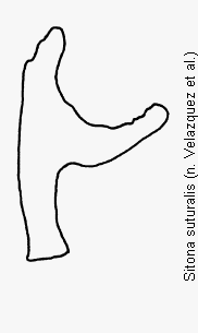 sitona_suturalis_ham.gif