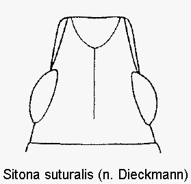 sitona_suturalis_k1.gif