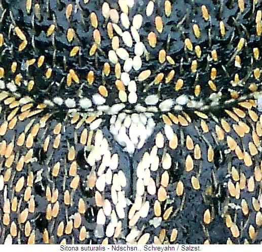 sitona_suturalis_sch.jpg