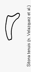 sitona_tenuis_ham.gif