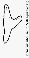 sitona_waterhousei_ham.gif