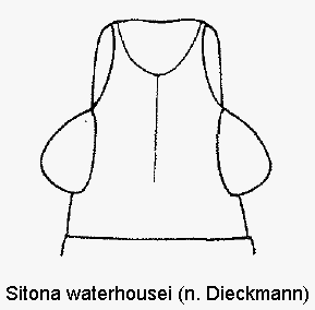 sitona_waterhousei_k.gif