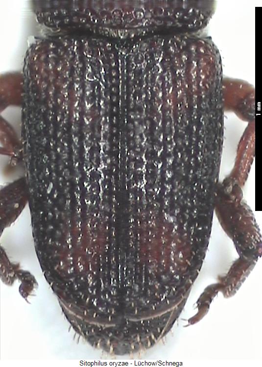 sitophilus_oryzae_fld.jpg