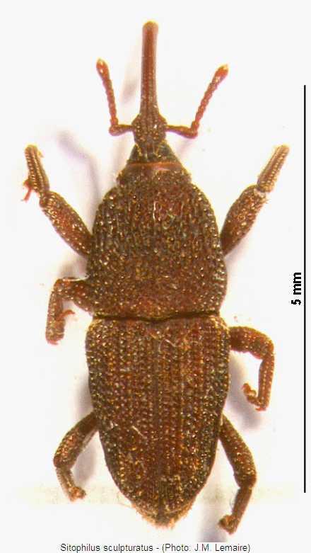 sitophilus_sculpturatus_hab.gif