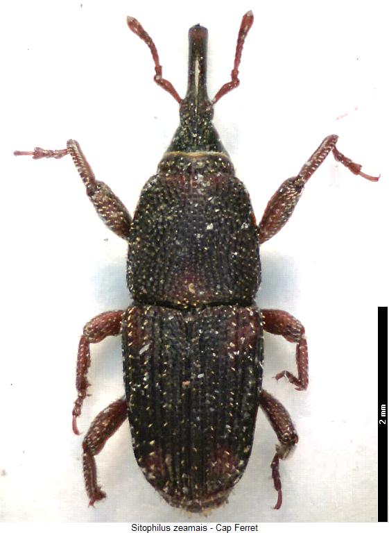 sitophilus_zeamais_hab.jpg