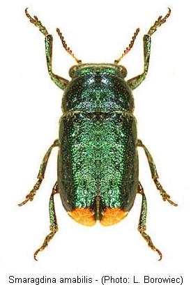 smaragdina_amabilis.jpg