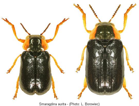 smaragdina_aurita.jpg