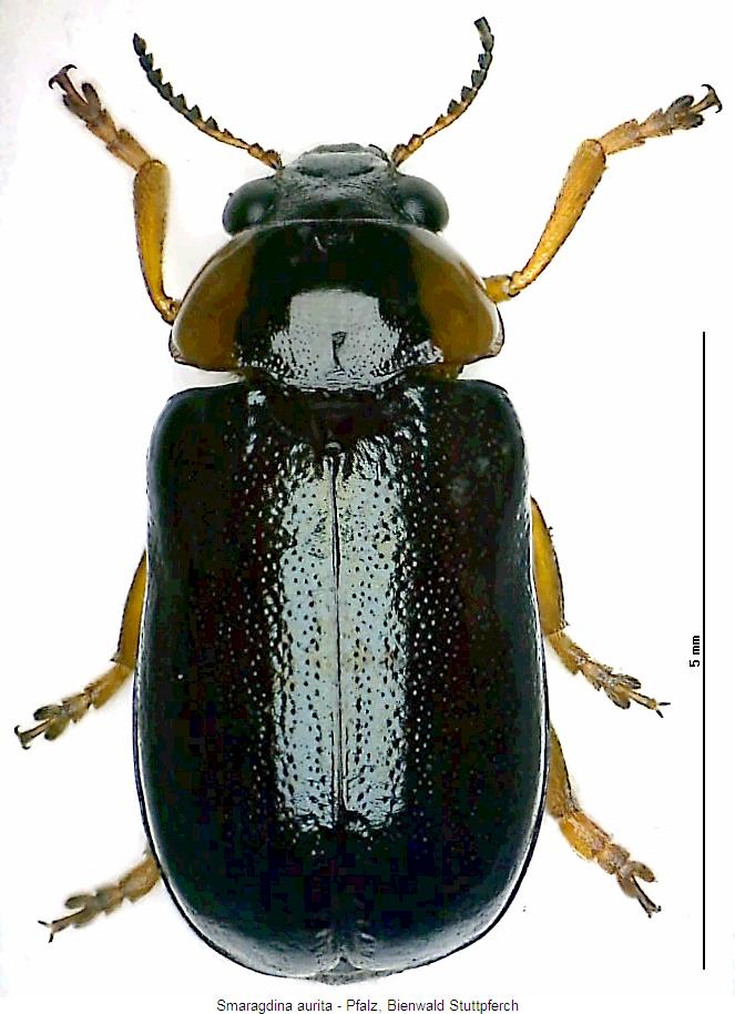smaragdina_aurita_hab.jpg