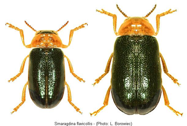 smaragdina_flavicollis.jpg