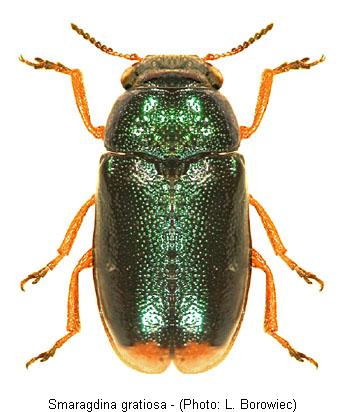 smaragdina_gratiosa.jpg