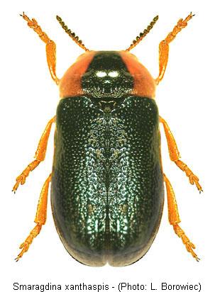 smaragdina_xanthaspis.jpg