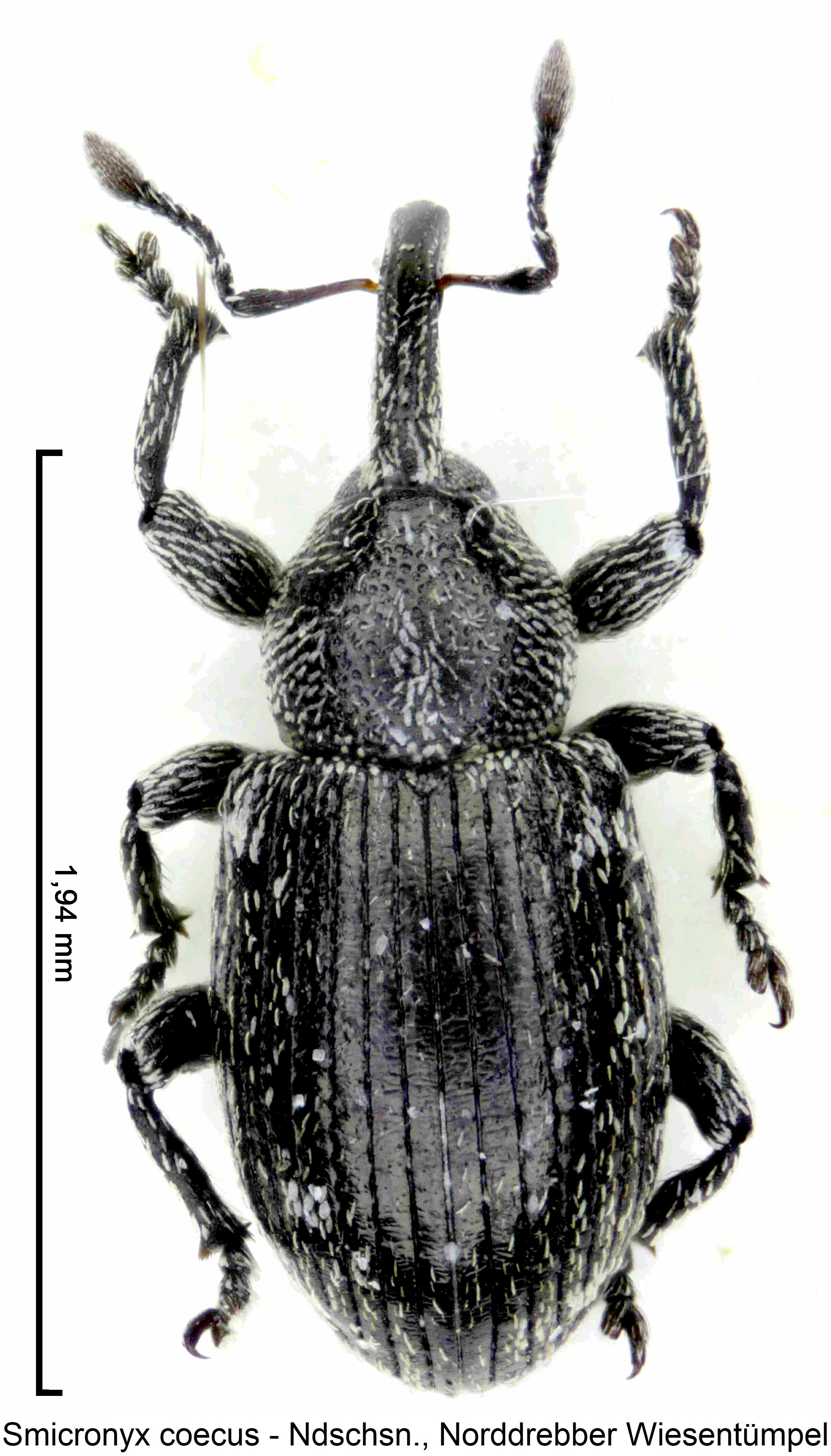 smicronyx_coecus_hab.jpg