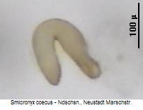 smicronyx_coecus_sperm.jpg
