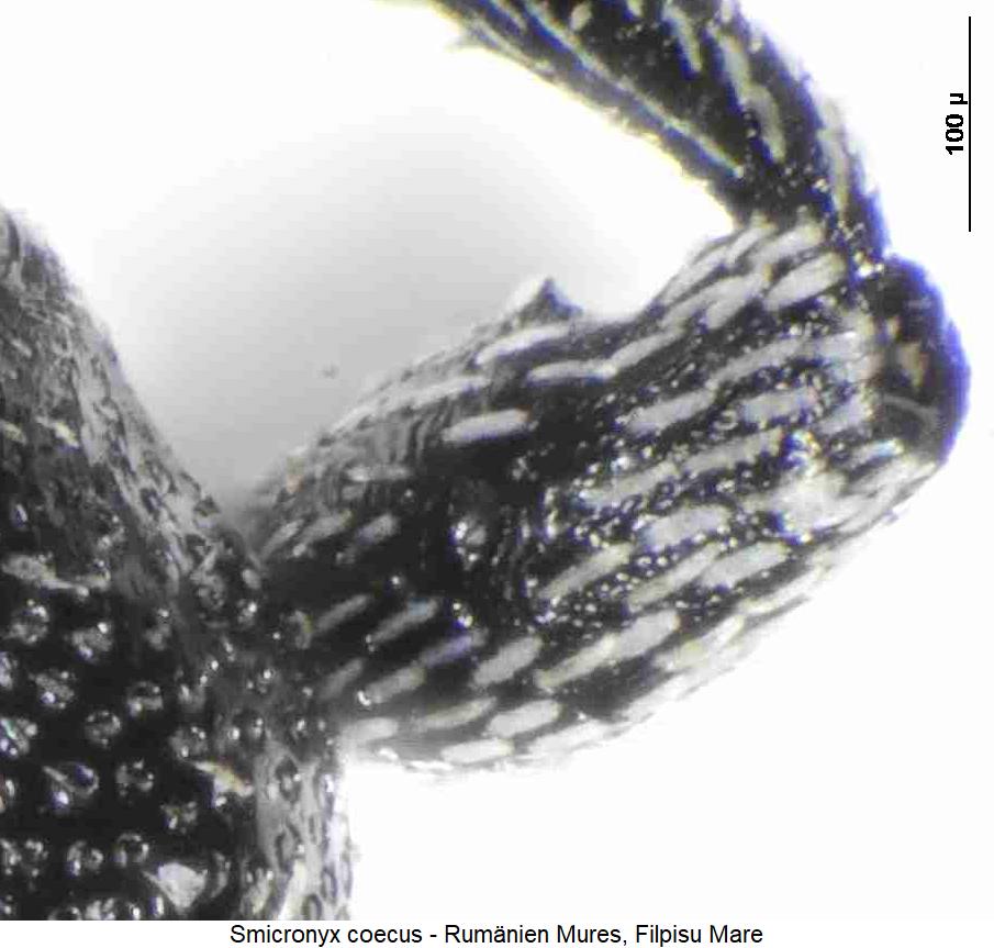 smicronyx_coecus_vschl.jpg