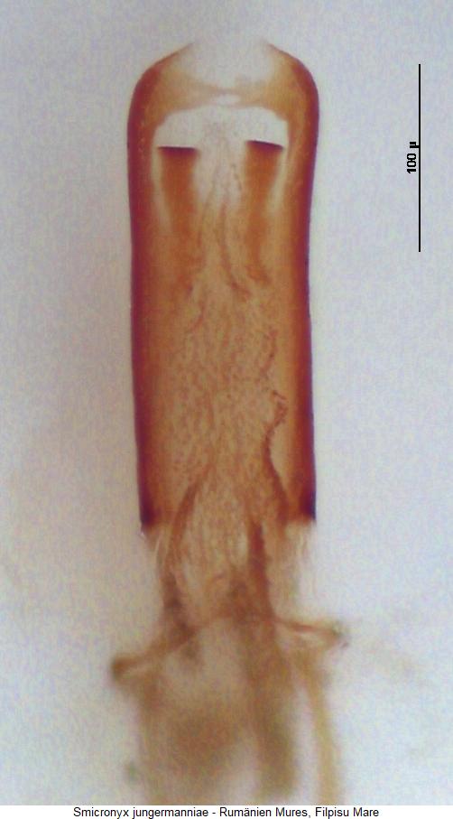 smicronyx_jungermanniae1.jpg
