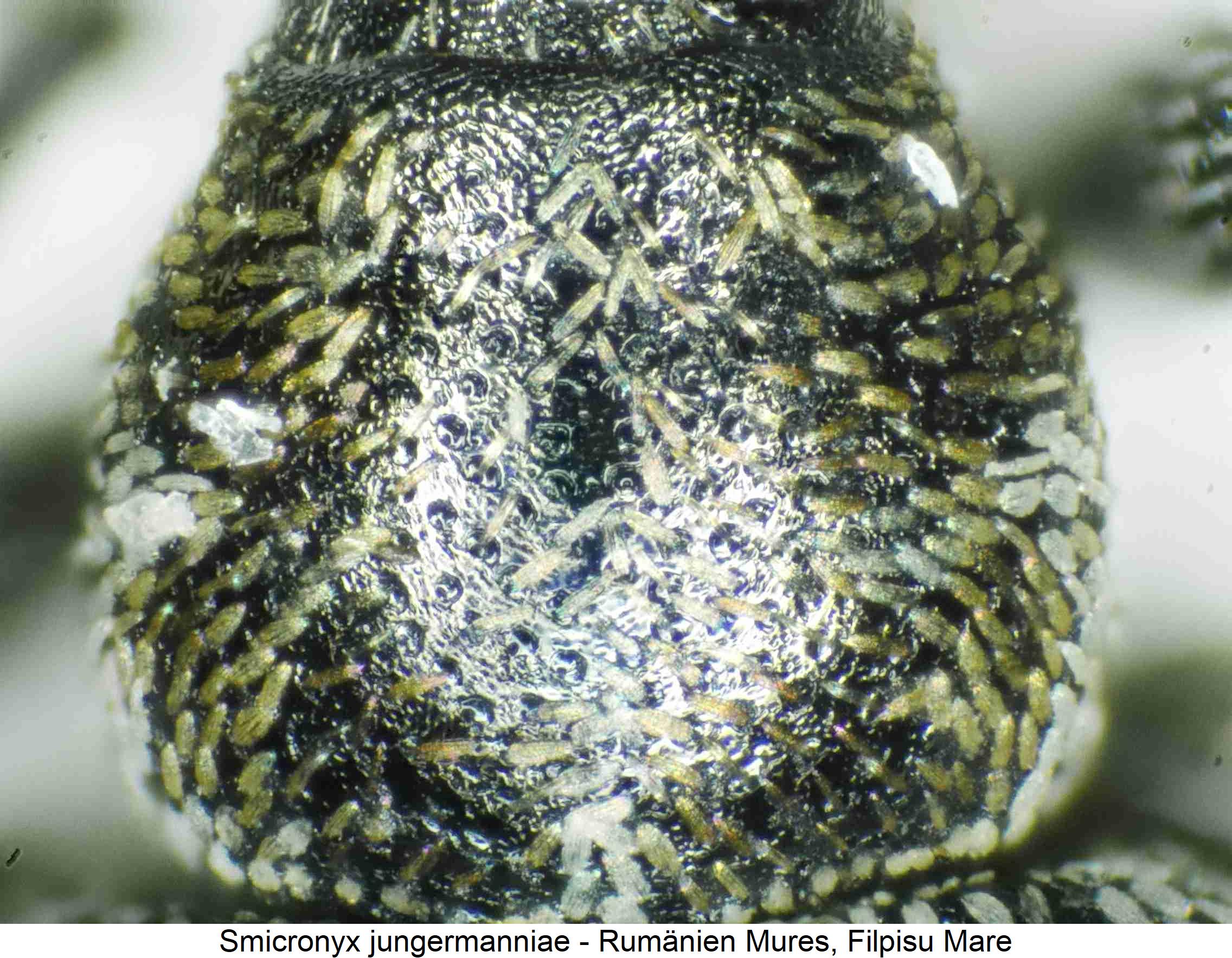 smicronyx_jungermanniae_hsch.jpg