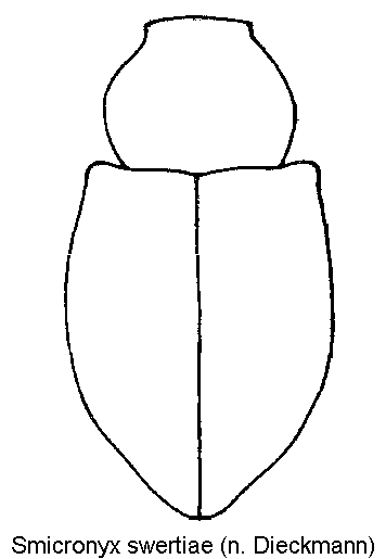smicronyx_swertiae_hab.gif