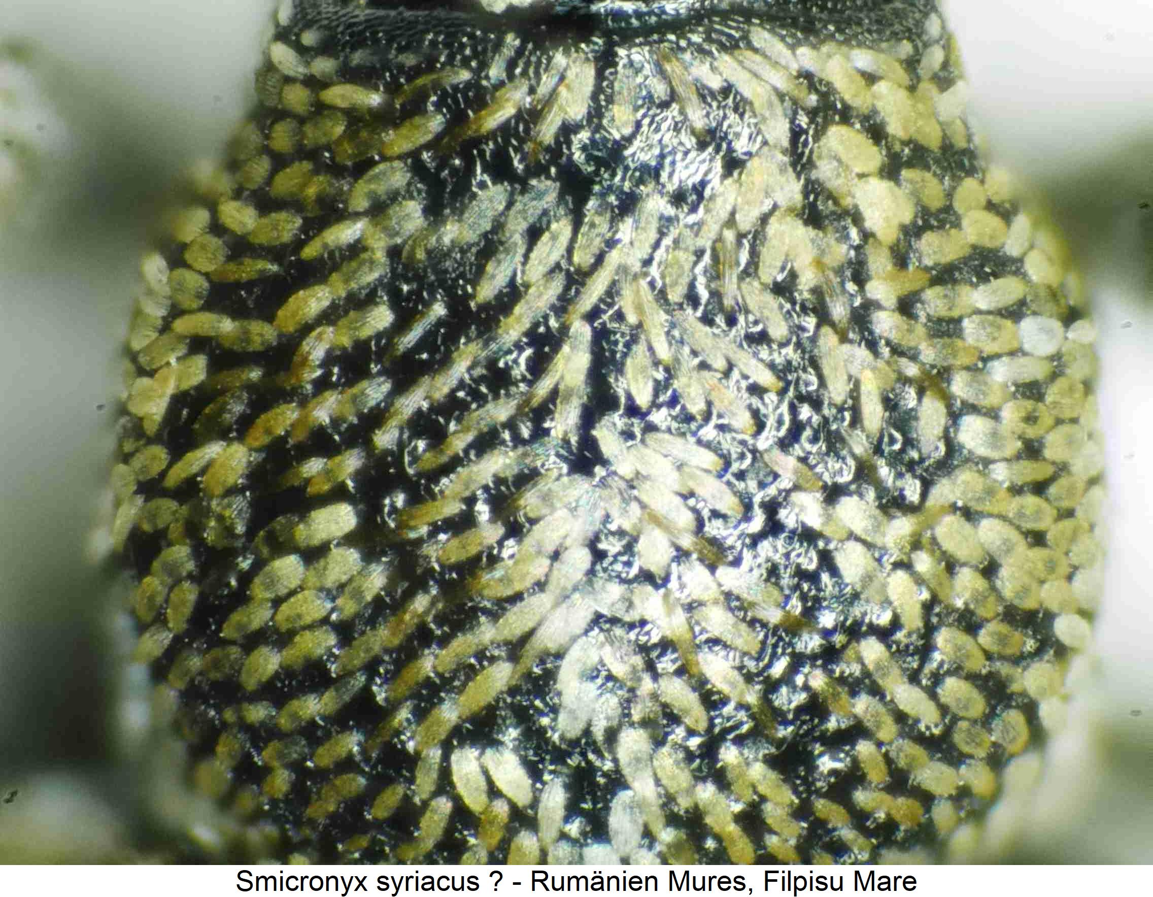 smicronyx_syriacus_hsch.jpg
