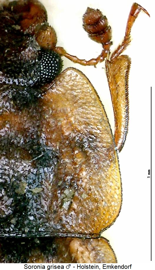 soronia_grisea_vk.jpg