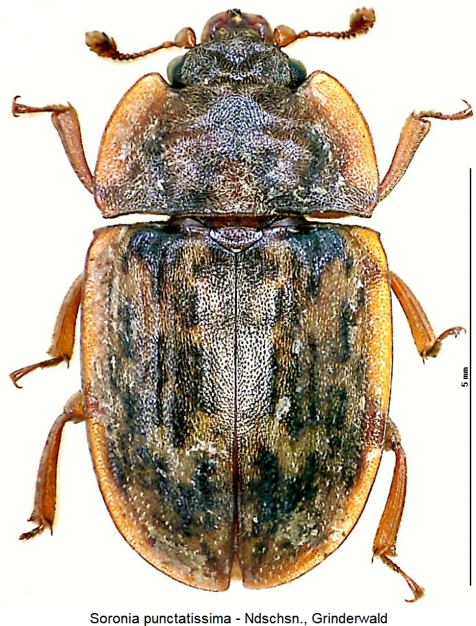 soronia_punctatissima_hab.jpg