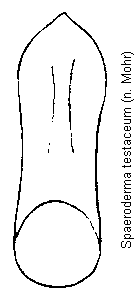 spaeroderma_testaceum.gif