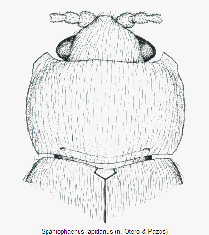 spaniophaenus_lapidarius.gif