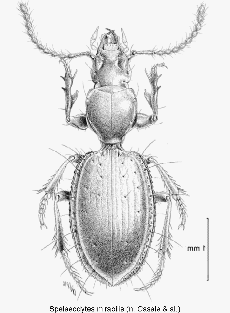 spelaeodytes_mirabilis_hab.gif