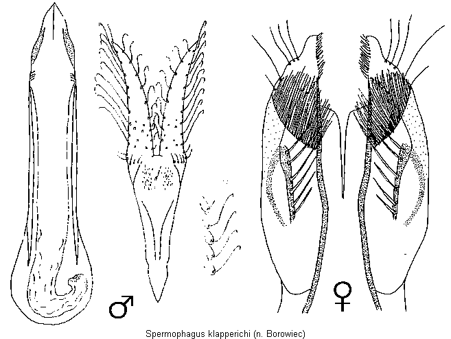 spermophagus_klapperichi.gif