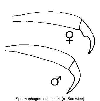 spermophagus_klapperichi_kl.gif