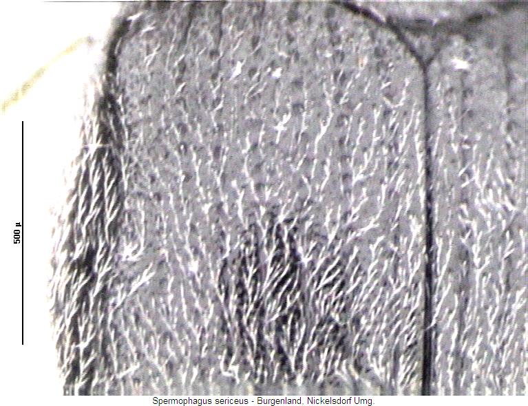 spermophagus_sericeus_fld.jpg