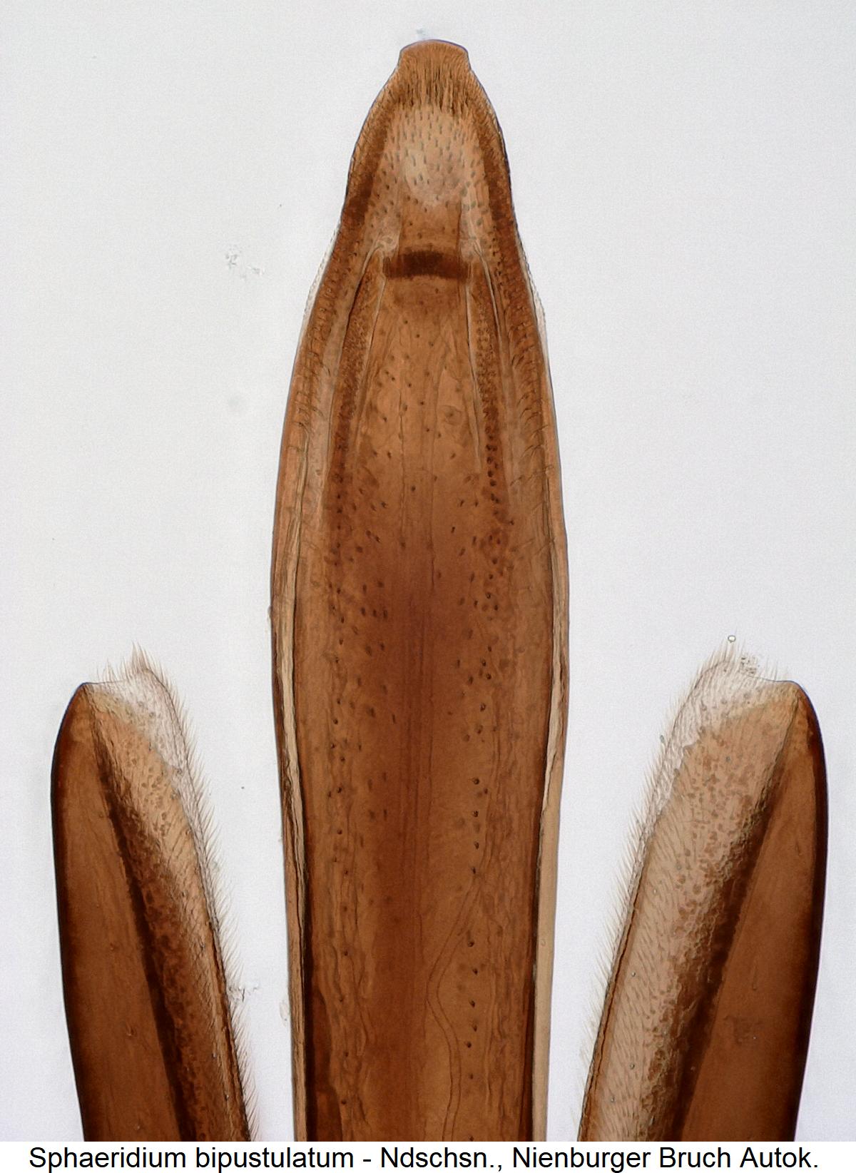 sphaeridium_bipustulatum3.jpg