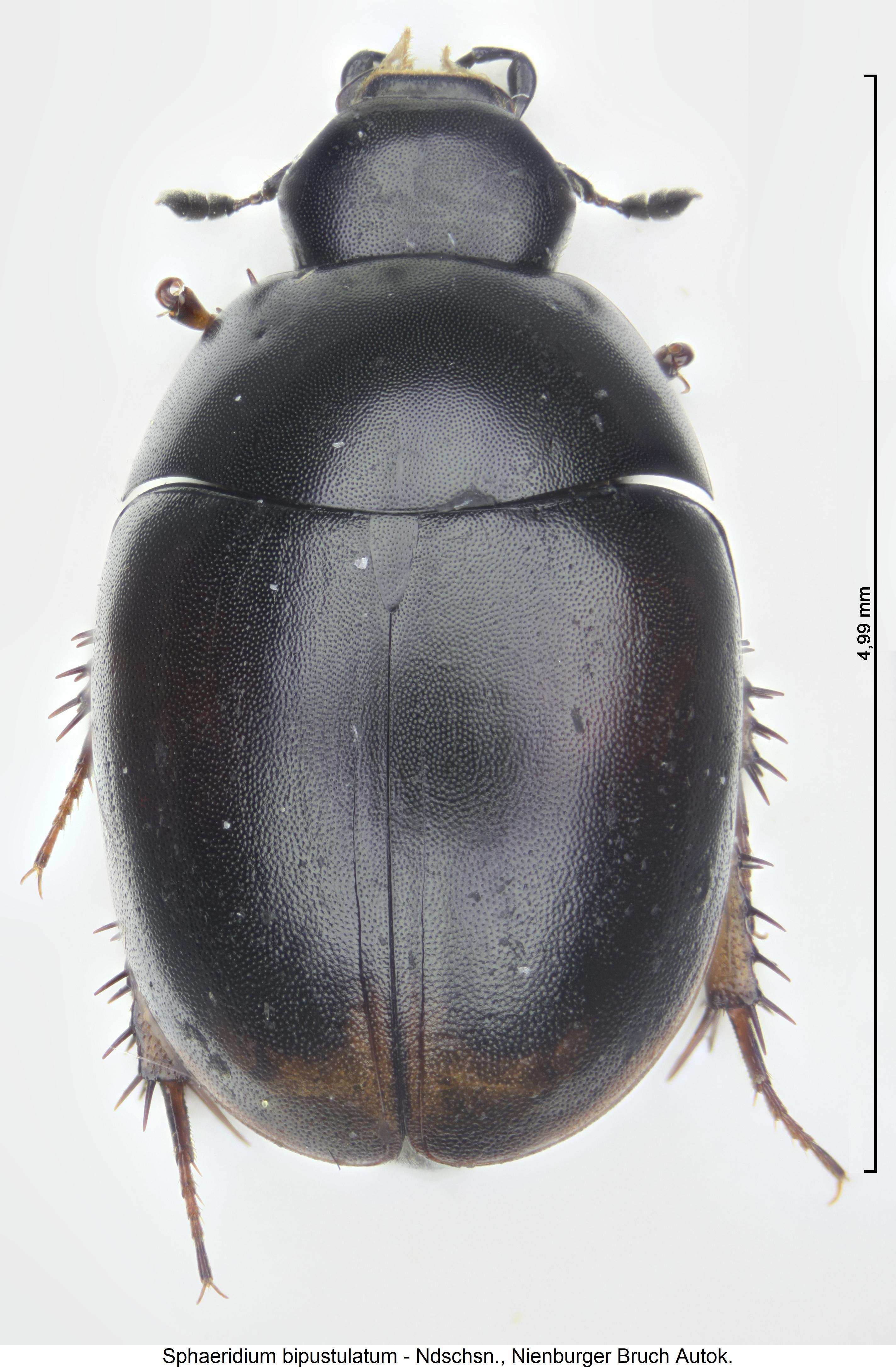 sphaeridium_bipustulatum_hab.jpg