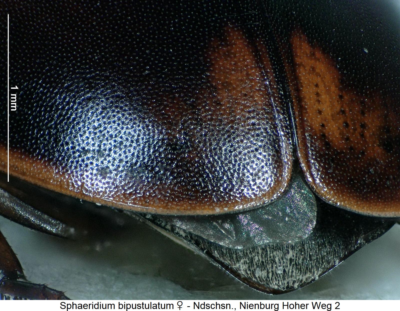 sphaeridium_bipustulatum_w_srd.jpg