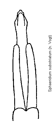 sphaeridium_substriatum.gif