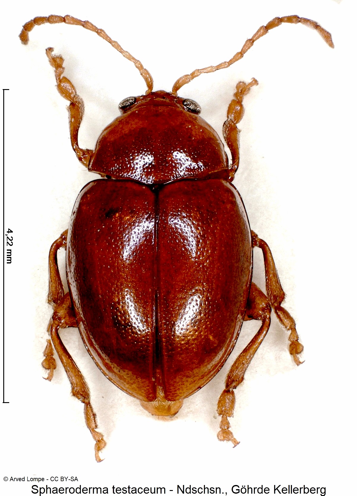 sphaeroderma_testaceum_ck12453_hab.jpg