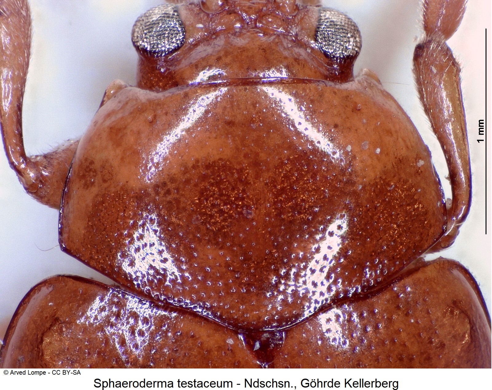 sphaeroderma_testaceum_ck12453_hsch.jpg