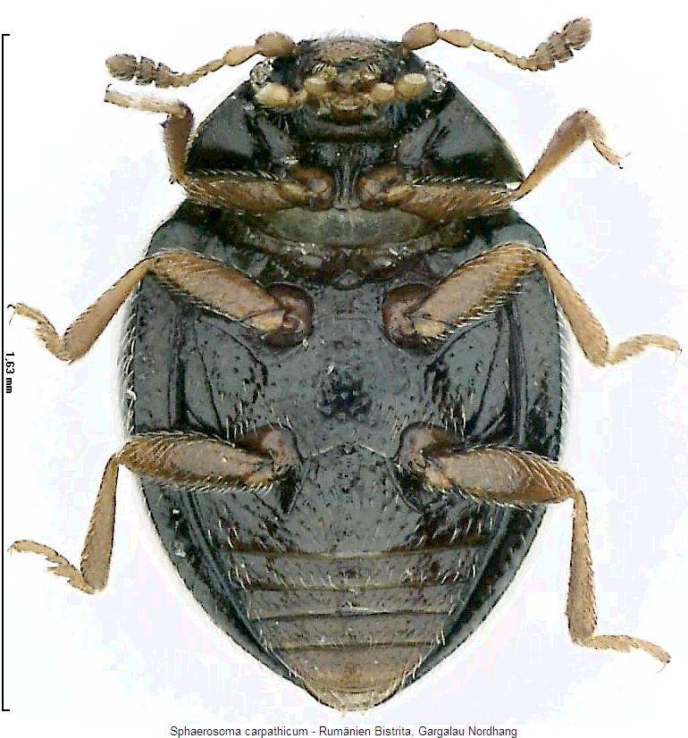 sphaerosoma_carpathicum_us.jpg