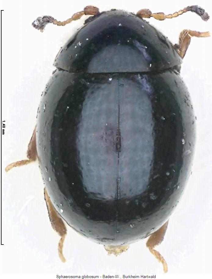 sphaerosoma_globosum_hab.jpg