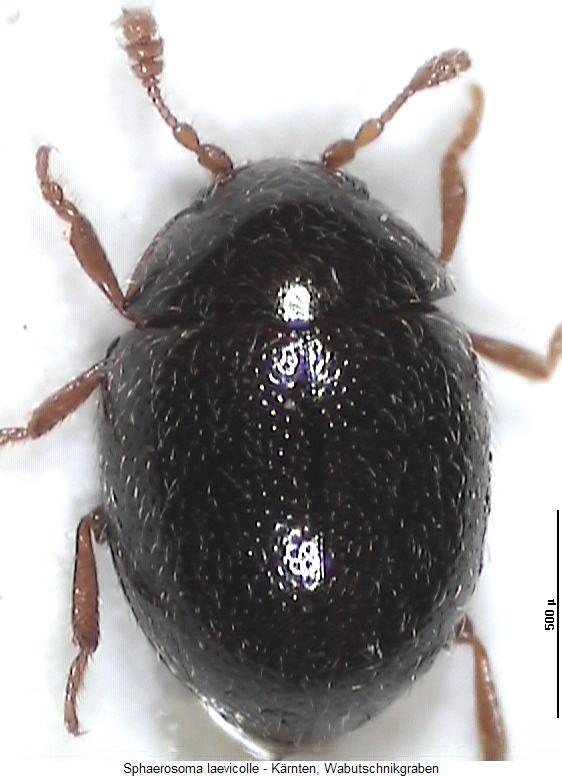 sphaerosoma_laevicolle_hab.jpg