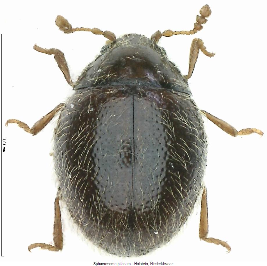 sphaerosoma_pilosum_hab.jpg