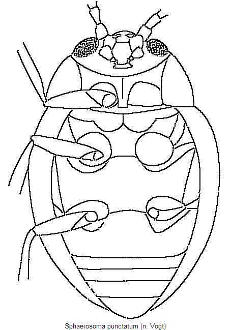 sphaerosoma_punctatum_us.jpg