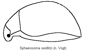 sphaerosoma_seidlitzi_sa.gif