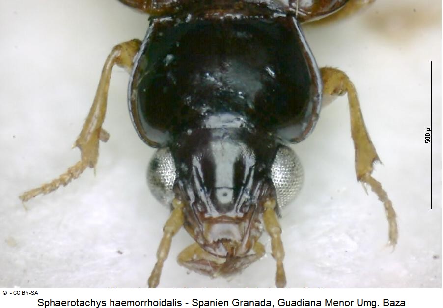 sphaerotachys_haemorrhoidalis_k.jpg